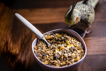 small pet bird, domestic, a calopsita, feeding on a bowl of cereals