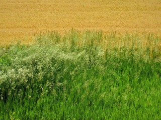 Green and yellow field