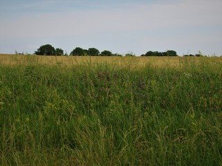 Green field on a stormy day