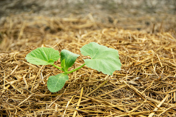 Sapling and young leaves of pumpkin sprouting from the ground and paved with straw in agricultural...