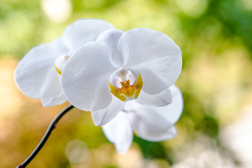 Branch of a white orchid on a green natural background 