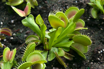 Sydney Australia, Venus flytrap in garden bed 
