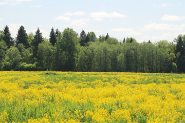 Obraz premium Field of rapeseed in Kostroma region, Russia