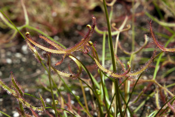 Fototapeta premium Sydney Australia, sundew plant with sticky mucilage to catch insects