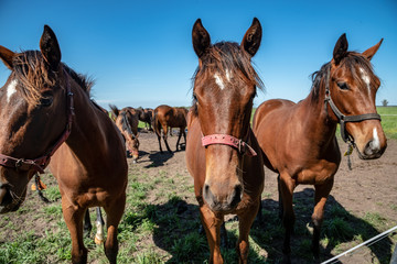 Three purebred horses standing in a line against a blue sky