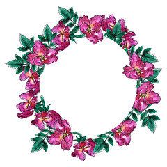 Pink roses and green leaves round frame isolated on white background. Hand drawn watercolor and ink illustration.