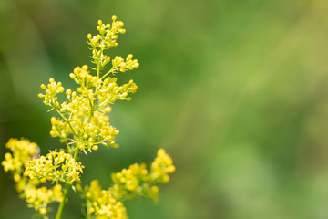 Fototapeta premium Galium verum - perennial herbaceous medicinal plant