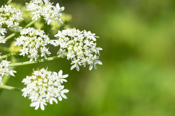 Heracleum sphondylium - genus of plants of the family Umbrella.