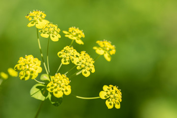 Foeniculum vulgare - perennial plant during flowering in the wild close up