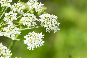 Heracleum sphondylium - genus of plants of the family Umbrella.