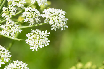 Heracleum sphondylium - genus of plants of the family Umbrella.