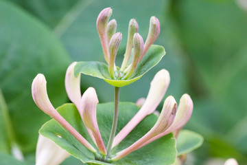 Capricole, honeysuckle capricole, or fragrant honeysuckle - flowers in natural light