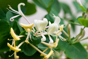 Capricole, honeysuckle capricole, or fragrant honeysuckle - flowers in natural light