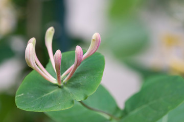 Capricole, honeysuckle capricole, or fragrant honeysuckle - flowers in natural light