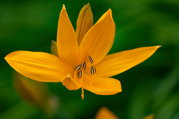 Orange lily in stamen detailing, close-up in natural light.
