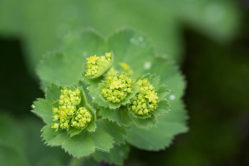 Alchemilla mollis - perennial herbaceous creeping plant, natural lighting with raindrops, close-up.