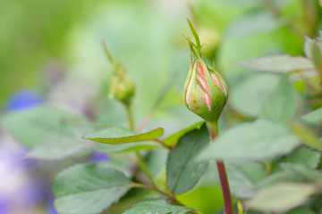 Unbroken rose bud in the garden in natural light.