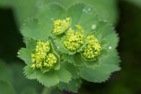 Alchemilla mollis - perennial herbaceous creeping plant, natural lighting with raindrops, close-up.