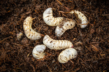 White worm larvae of chafer beetle on the ground under pile straw is abundance of environment space...