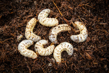 White worm larvae of chafer beetle on the ground under pile straw is abundance of environment space in the agricultural garden organic nature theme.