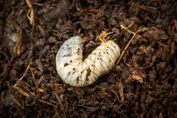 White worm larvae of chafer beetle on the ground under pile straw is abundance of environment space in the agricultural garden organic nature theme.