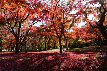 紅葉の林