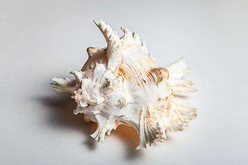 big cockleshell on white