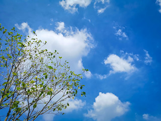 Low Angle View of Tree with A Few Leaves Against Blue Cloudy Sky