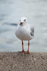 Seagull alone standing