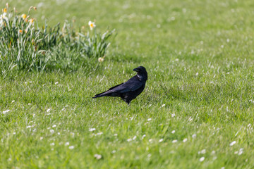 Crow on the grass field
