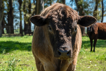 Foreground of a no horn bull standing in a countryside landscape with a grove of trees and wooden fences on the back
