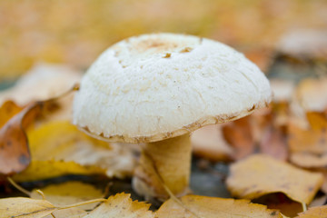 White Wood mushroom with white fluffy hat on tree trunk, autumn fallen leaves