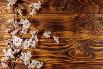 Flowers of apricot tree on wooden background