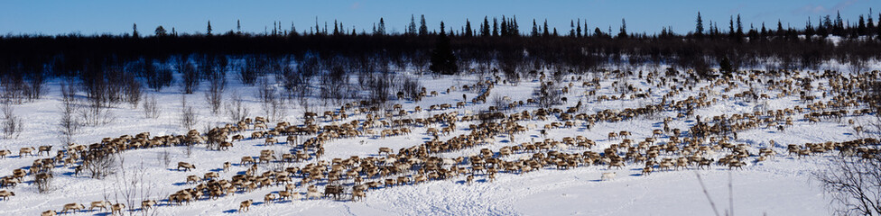 In the far north, a herd of wild reindeers runs across the snow-covered field