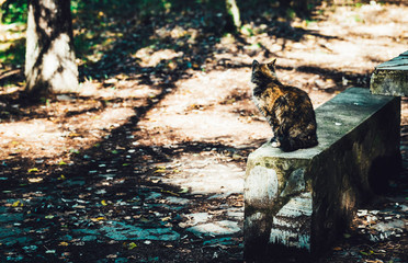 Cat sitting in the forest back to camera