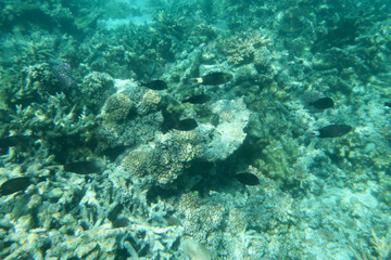 Fototapeta na wymiar blue green water underwater wildlife fish and coral