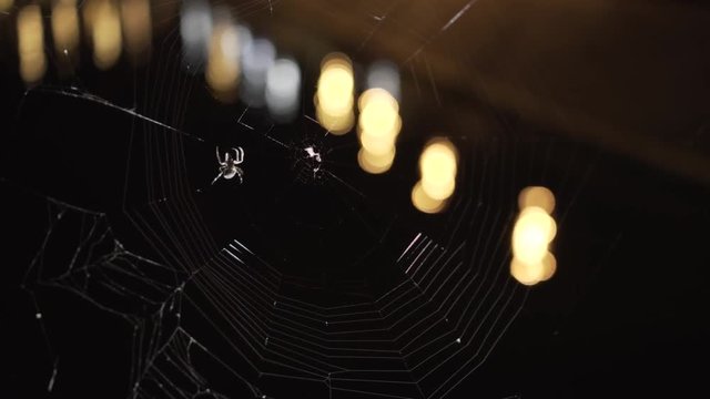 Spider spins his web. City lights reflects from water behind. Night, close up.