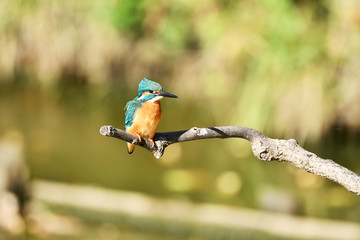 止まり木のカワセミ