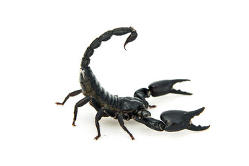 Asian giant forest scorpion thai Heterometrus laoticus on white background.