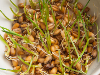 Germinating wheat seeds in a bowl top view