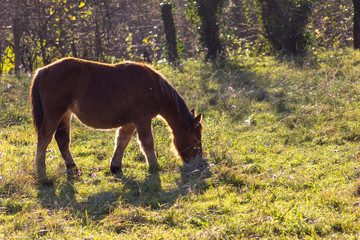 Caballo pastando al atardecer 