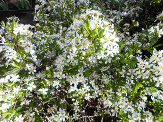 apple tree bloom with leaves