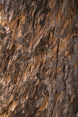 tree bark texture