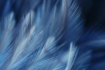 Blur Bird chickens feather texture for background, Fantasy, Abstract, soft color of art design. © Chunnapa