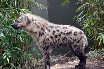 spotted hyena or laughing hyena