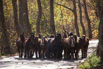 Caballos trotando por una carretera 