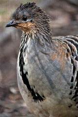 malleefowl
