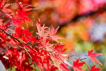 紅葉
