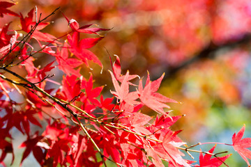 紅葉