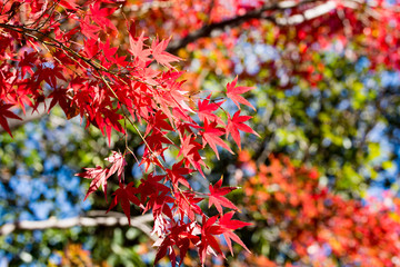 紅葉